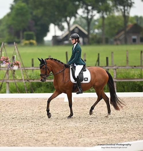 Mooie, talentvolle E-pony merrie, Dieren en Toebehoren, Pony's, Merrie, L, E pony (1.48m - 1.57m), Dressuurpony, 7 tot 10 jaar