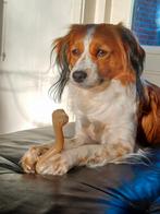 Kooiker dekreu aangeboden, Reu, Eén hond, 3 tot 5 jaar, Nederland