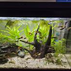 Gratis guppy's, Dieren en Toebehoren, Vis, Zoetwatervis, Schoolvis