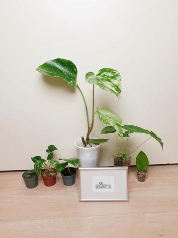 Set populaire kamerplantjes met schilderij, monstera, hoya beschikbaar voor biedingen