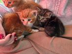 Kittens van de boerderij, Dieren en Toebehoren