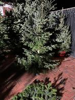 Bosjes kerstgroen, Tuin en Terras, Planten | Bomen, Volle zon, Bloeit niet, Minder dan 100 cm, Overige soorten