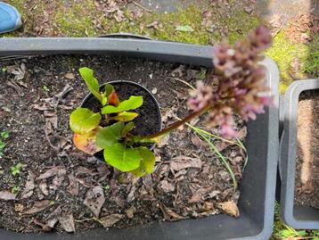 Bergenia cordifolia jonge plant in pot beschikbaar voor biedingen