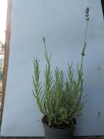Lavendel ang. Essence purple. Speciale lavendel soort., Tuin en Terras, Planten | Tuinplanten, Bodembedekkers, Volle zon, Vaste plant