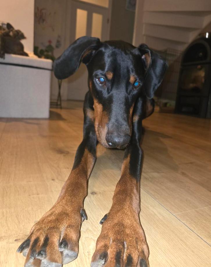 10x Doberman X Bully XL PUPPY'S!! Ouders beide stamboom, Dieren en Toebehoren, Honden | Bulldogs, Pinschers en Molossers, Meerdere dieren