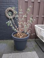 Planten pot met vlinderstruik., Ophalen, Rond, Kunststof, Minder dan 60 cm