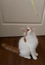 Lief Maine Coon katertje, Dieren en Toebehoren, Katten en Kittens | Raskatten | Langhaar, Meerdere dieren, Ingeënt