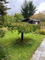 Japanse sierkers boom, Tuin en Terras, Ophalen of Verzenden