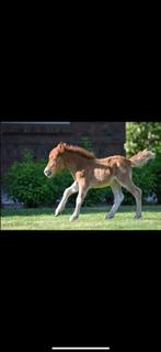 Appaloosa gefokt merrie veulen, Merrie, Minder dan 160 cm, Gechipt, 0 tot 2 jaar