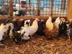 Rustige krielkip | Kleine kippen | Chabo krielkippen, Dieren en Toebehoren, Pluimvee, Meerdere dieren, Kip