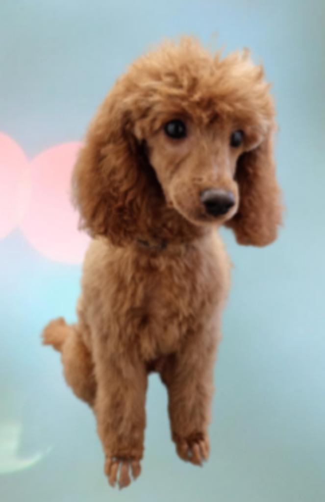 rode kleine dwergpoedel dekreu met dracht echo, Dieren en Toebehoren, Honden | Dekreuen, Reu, Fokker | Hobbymatig, Eén hond, Buitenland