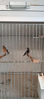 Kapoetsensijsen koppel, Dieren en Toebehoren, Meerdere dieren, Geringd