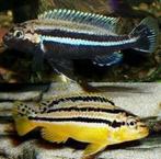 Malawi Cichliden: Melanochromis auratus, Vis, Zoetwatervis