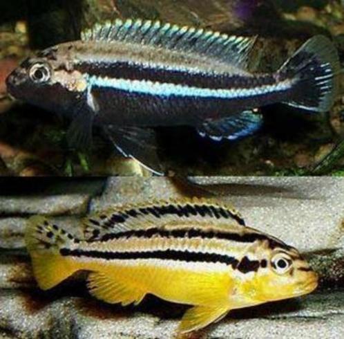 Malawi Cichliden: Melanochromis auratus, Dieren en Toebehoren, Vissen | Aquariumvissen, Zoetwatervis, Vis