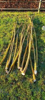 Wilgenstanden gele wilg, Bloeit niet, Overige soorten, 250 tot 400 cm, Ophalen