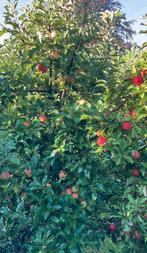 Laatste Elstar appel bomen, Appelboom, Ophalen of Verzenden