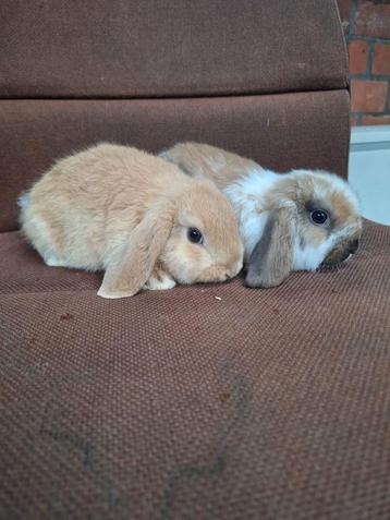 Mooi & lief koppeltje hangoordwergjes  beschikbaar voor biedingen