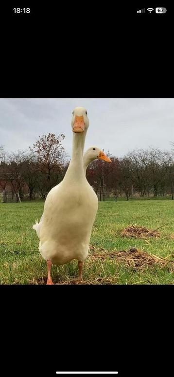Broedeieren van zuivere witte indische loopeenden beschikbaar voor biedingen