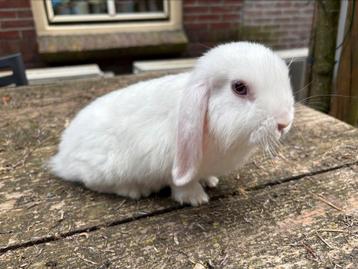 Lieve jonge witte satijn Nederlands Hangoor Dwerg konijntjes beschikbaar voor biedingen