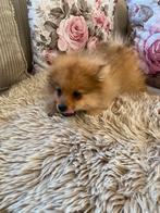 Keeshond/pomeriaan bear face 🐻, Dieren en Toebehoren, Keeshond, Meerdere, Meerdere dieren, Nederland