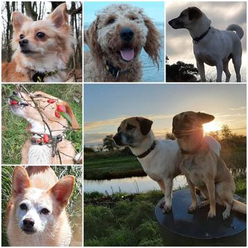 Geweldige hond(en)met verleden in NL zoeken Gouden match  beschikbaar voor biedingen