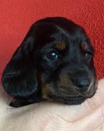 Teckelpups black-and-tan kortharig standaard, CDV (hondenziekte), 8 tot 15 weken, Korthaar, Dwerg