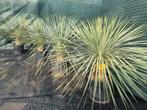 Yucca rostrata winterharde blauwe Yucca, Tuin en Terras, Ophalen, Overige soorten, Volle zon
