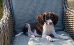 Hele mooie HEIDEWACHTEL pups, Nederland, Overige rassen, CDV (hondenziekte), 8 tot 15 weken