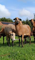 Prachtige Barbados black belly ooien (mogelijk drachtig), Dieren en Toebehoren, Schapen, Geiten en Varkens, Vrouwelijk, Schaap