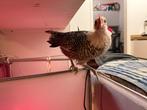 Haantje aangeboden, Dieren en Toebehoren, Pluimvee, Mannelijk, Kip