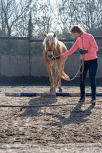Kleinschalige opfok., Dieren en Toebehoren, Paarden en Pony's | Dekhengsten en Fokmerries, Merrie