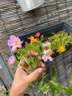 Stekje(s) Portulaca grandiflora / Zomerportulak / Rozenmoos, Ophalen of Verzenden, Zomer, Overige soorten