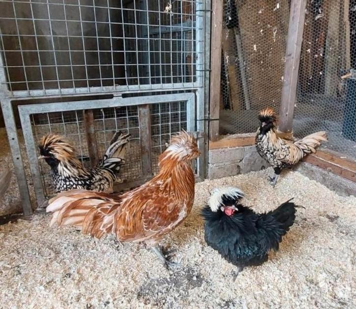 Baardkuifhoen haan, Dieren en Toebehoren, Pluimvee, Kip, Mannelijk