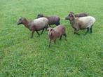 Kameroen schaap, Dieren en Toebehoren, Mannelijk, Schaap