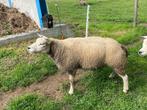Texelaar ooien, Dieren en Toebehoren, Schapen, Geiten en Varkens, Vrouwelijk, Schaap, 0 tot 2 jaar