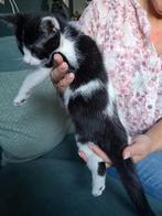 Nog maar 1 over! Kitten/poesje/jonge katje, Dieren en Toebehoren, Katten en Kittens | Overige Katten, Poes