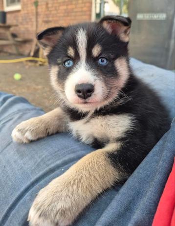 Pomsky x shiba inu pup beschikbaar voor biedingen