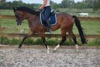 Luxe gebouwde 7 jarige merrie / damespaardje, Dieren en Toebehoren, Paarden, Merrie, 160 tot 165 cm, 7 tot 10 jaar
