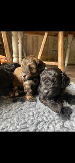 Prachtige maltipoo pups! 🐶, CDV (hondenziekte), Meerdere, Klein, 8 tot 15 weken
