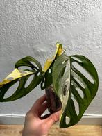 Monstera Adansonii variegata gewortelde kopstek #3, Huis en Inrichting, Kamerplanten, Ophalen of Verzenden, Overige soorten, Minder dan 100 cm