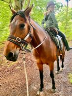 Rustige recreatieve ruin, Ruin