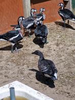 roodhalsganzen en pacificrotgans, Meerdere dieren, Gans of Zwaan