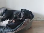 Mooie lieve kruising Engelse Amerikaanse stafford, Dieren en Toebehoren, Honden | Jack Russells en Terriërs, 6 jaar of ouder, American Staffordshire Terriër