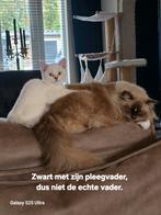 100% zuiver Britsekorthaar kitten 🩵 volledig 💉 en gechipt, Dieren en Toebehoren, Katten en Kittens | Raskatten | Korthaar, Gechipt