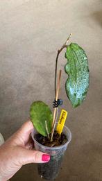 Hoya Eritryna, Huis en Inrichting, Kamerplanten, Ophalen of Verzenden, Overige soorten, Minder dan 100 cm