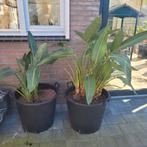 Strelitzia Nicolai paradijsvogelplant, Tuin en Terras, Planten | Bomen, Ophalen of Verzenden, Volle zon, Overige soorten