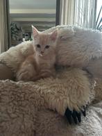 Mooie X Maine Coon /Britse KH kittens, Dieren en Toebehoren, Katten en Kittens | Raskatten | Langhaar, Meerdere dieren, Gechipt