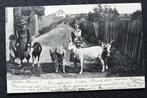 Kinderen zijn met vier geiten onderweg, 1902, Verzamelen, Ansichtkaarten | Dieren, Verzenden, Voor 1920, Gelopen, Overige soorten