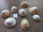 8 Diversen soorten Punt Schelpen., Ophalen, Schelp(en)