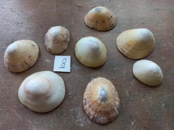 8 Diversen soorten Punt Schelpen. beschikbaar voor biedingen